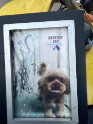 Lost Male Dog last seen south lasalle st aurora illinois, Aurora, IL 60505