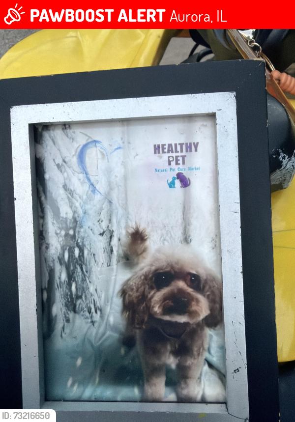 Lost Male Dog last seen south lasalle st aurora illinois, Aurora, IL 60505