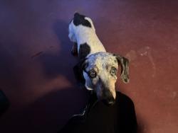 Reunited Female Dog last seen Neighborhood by Buck Lake, Tallahassee, FL 32317