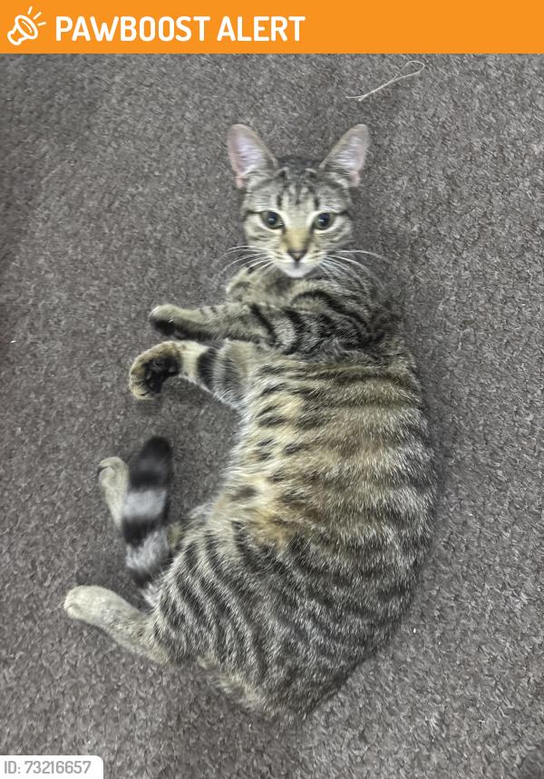 Found/Stray Female Cat last seen Meadway park, Stechford, England B33 8BX
