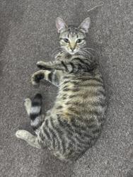 Found/Stray Female Cat last seen Meadway park, Stechford, England B33 8BX