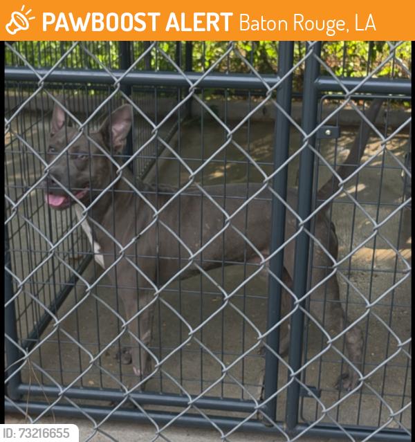 Found/Stray Male Dog last seen Ridgemont, Baton Rouge, LA 70814