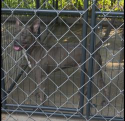 Found/Stray Male Dog last seen Ridgemont, Baton Rouge, LA 70814