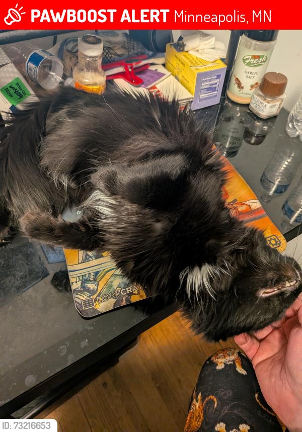 Lost Male Cat last seen Grimes and 72nd, Minneapolis, MN 55429