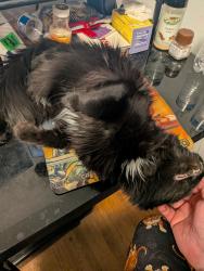 Lost Male Cat last seen Grimes and 72nd, Minneapolis, MN 55429