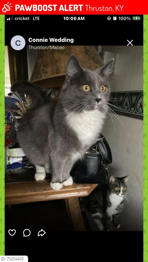 Lost Female Cat last seen 1/2 mile past Summit, 1389/Wrights Landing Rd., Thruston, KY 42303