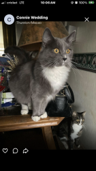 Lost Female Cat last seen 1/2 mile past Summit, 1389/Wrights Landing Rd., Thruston, KY 42303