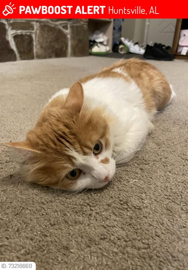 Lost Male Cat last seen Near sandy springs rd nw, Huntsville, AL 35806