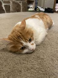 Lost Male Cat last seen Near sandy springs rd nw, Huntsville, AL 35806