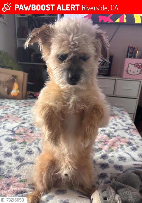 Lost Male Dog last seen Near van burean, Riverside, CA 92503