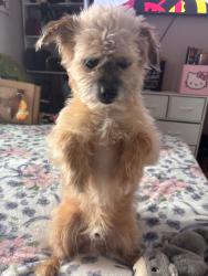 Lost Male Dog last seen Near van burean, Riverside, CA 92503