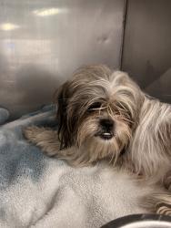 Found/Stray Unknown Dog last seen Lynhurst, Indianapolis, IN 46224