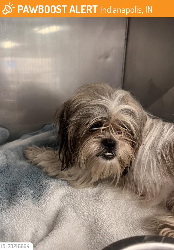 Found/Stray Unknown Dog last seen Lynhurst, Indianapolis, IN 46224