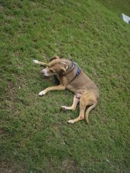 Found/Stray Male Dog last seen Percival and decker, Columbia, SC 29206