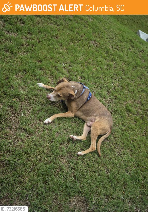 Found/Stray Male Dog last seen Percival and decker, Columbia, SC 29206