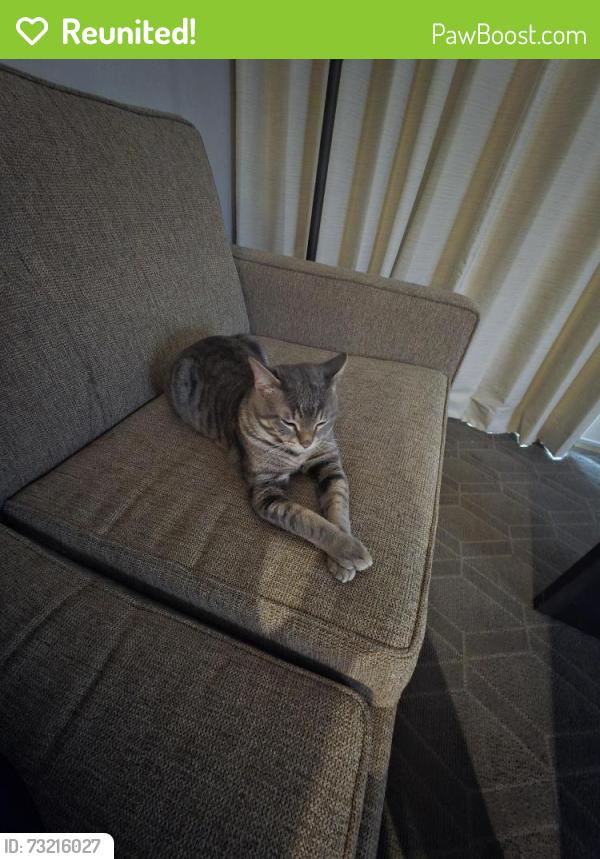 Reunited Male Cat last seen Norrhwest Hwy, Garland, TX 75043