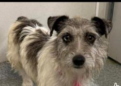 Reunited Female Dog last seen Near San Simeon Drive, Arnold, MO 63010