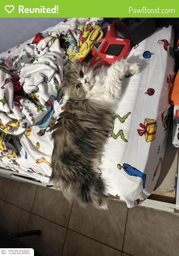 Reunited Female Cat last seen Near nw 24 ct, Miami, FL 33142