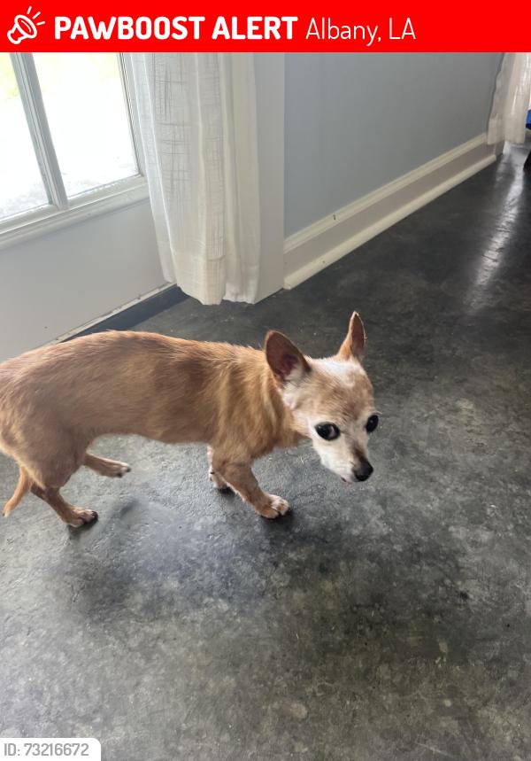 Lost Female Dog last seen Trappers Run, Albany, Albany, LA 70711