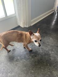 Lost Female Dog last seen Trappers Run, Albany, Albany, LA 70711