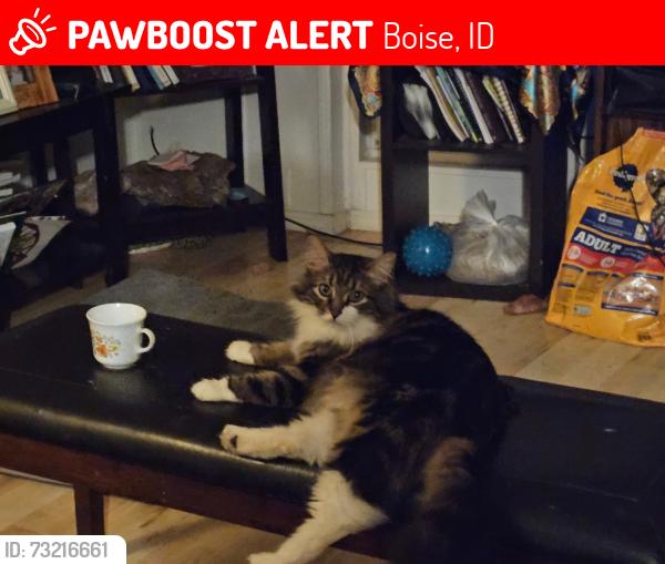 Lost Male Cat last seen W Rose Hill & Roosevelt St, Boise, Boise, ID 83705