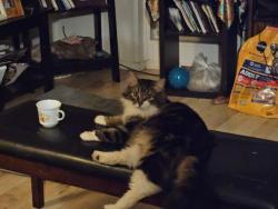 Lost Male Cat last seen W Rose Hill & Roosevelt St, Boise, Boise, ID 83705