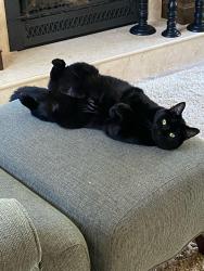 Lost Male Cat last seen Fairview and E. Silver Spur Lane, Spokane, WA 99217