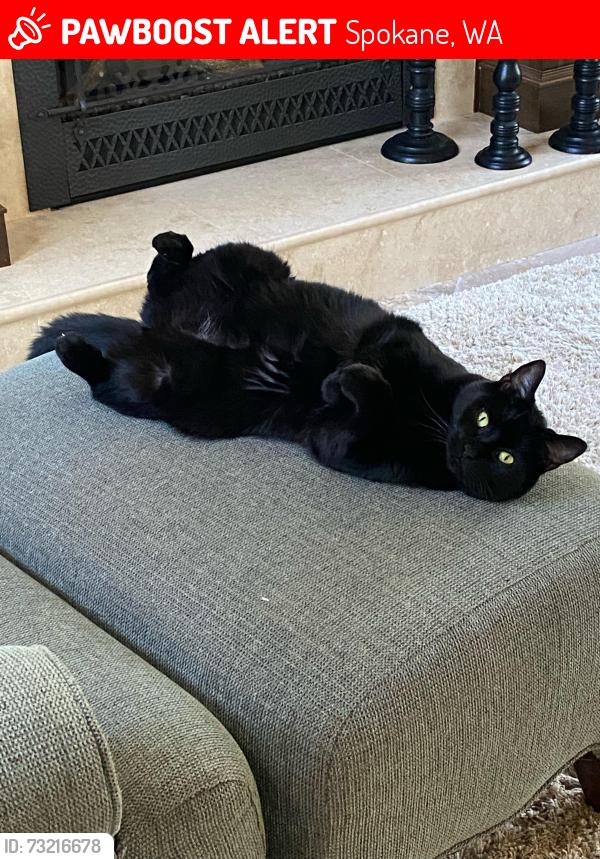 Lost Male Cat last seen Fairview and E. Silver Spur Lane, Spokane, WA 99217