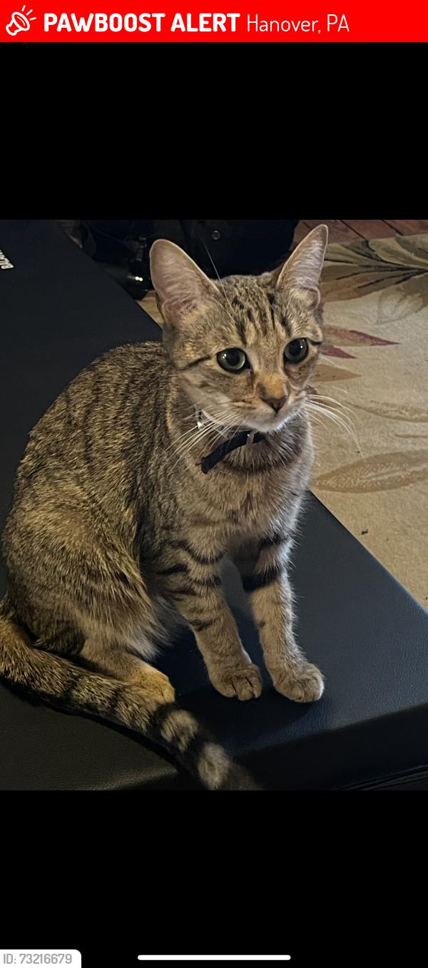 Lost Female Cat last seen E middle street and Fulton street, Hanover, PA 17331