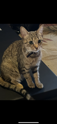 Lost Female Cat last seen E middle street and Fulton street, Hanover, PA 17331