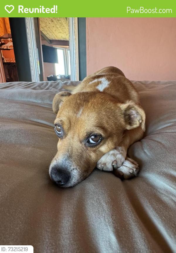 Reunited Male Dog last seen Davies way, West Hollywood, CA 90046