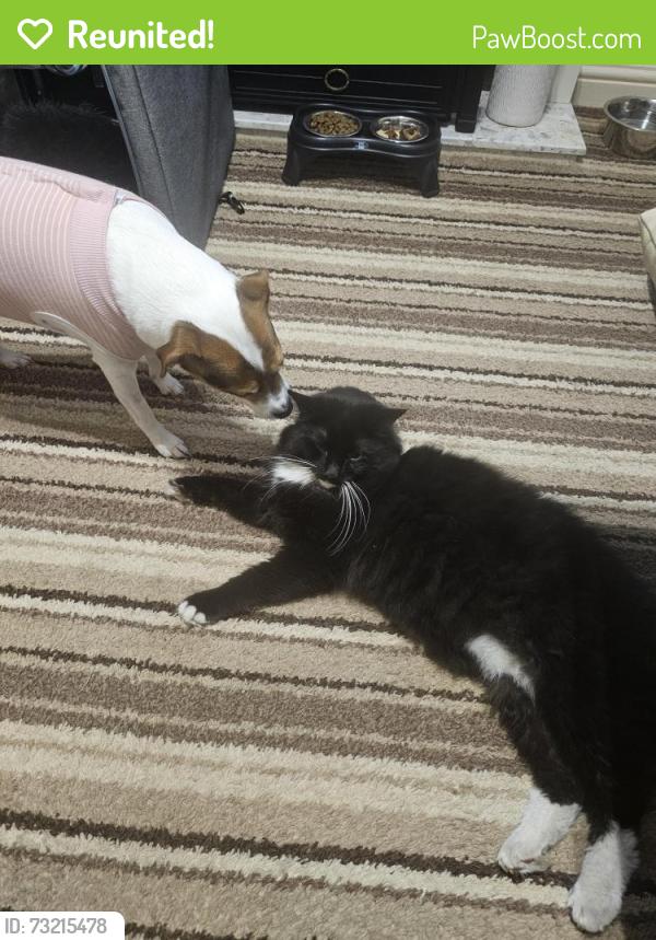 Reunited Male Cat last seen Whitegates est, Huthwaite, Huthwaite, England NG17 2SE
