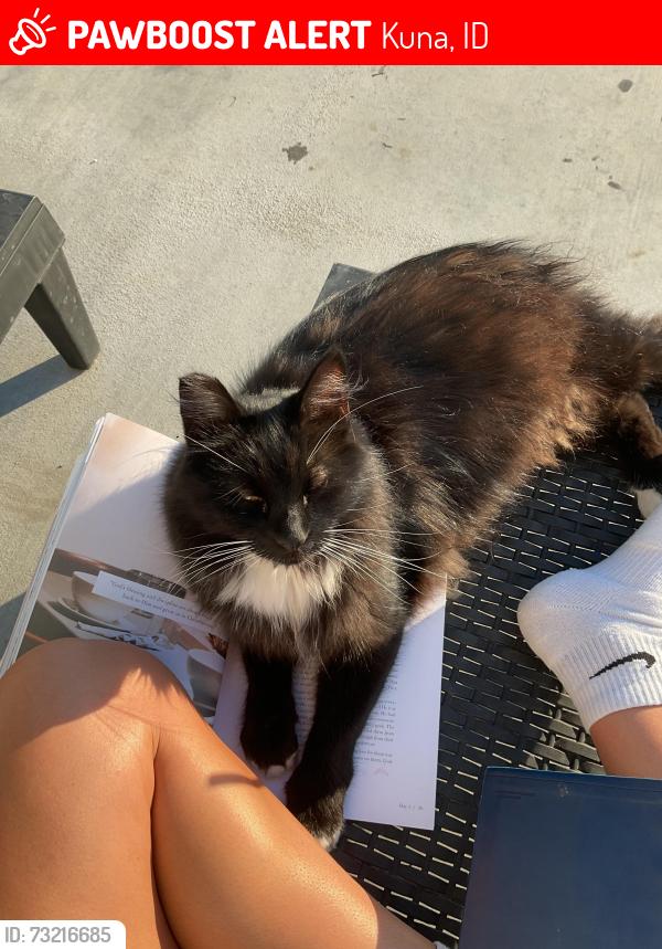 Lost Male Cat last seen Deer flt and McDermott, Kuna, ID 83634