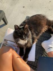 Lost Male Cat last seen Deer flt and McDermott, Kuna, ID 83634