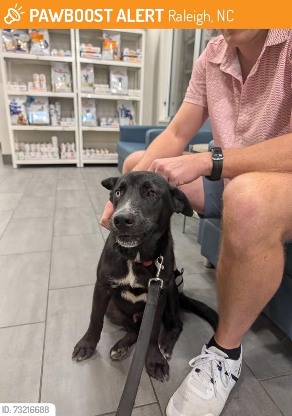 Found/Stray Male Dog last seen Woodland and Old Stage, Raleigh, NC 27603
