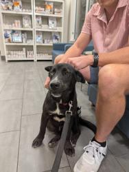 Found/Stray Male Dog last seen Woodland and Old Stage, Raleigh, NC 27603