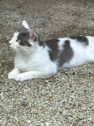 Found/Stray Male Cat last seen Antire Rd, High Ridge, MO 63049