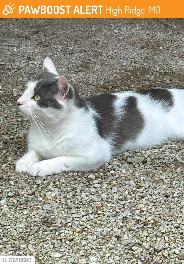 Found/Stray Male Cat last seen Antire Rd, High Ridge, MO 63049