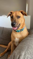Lost Male Dog last seen First Pres Church, Salem, VA 24153