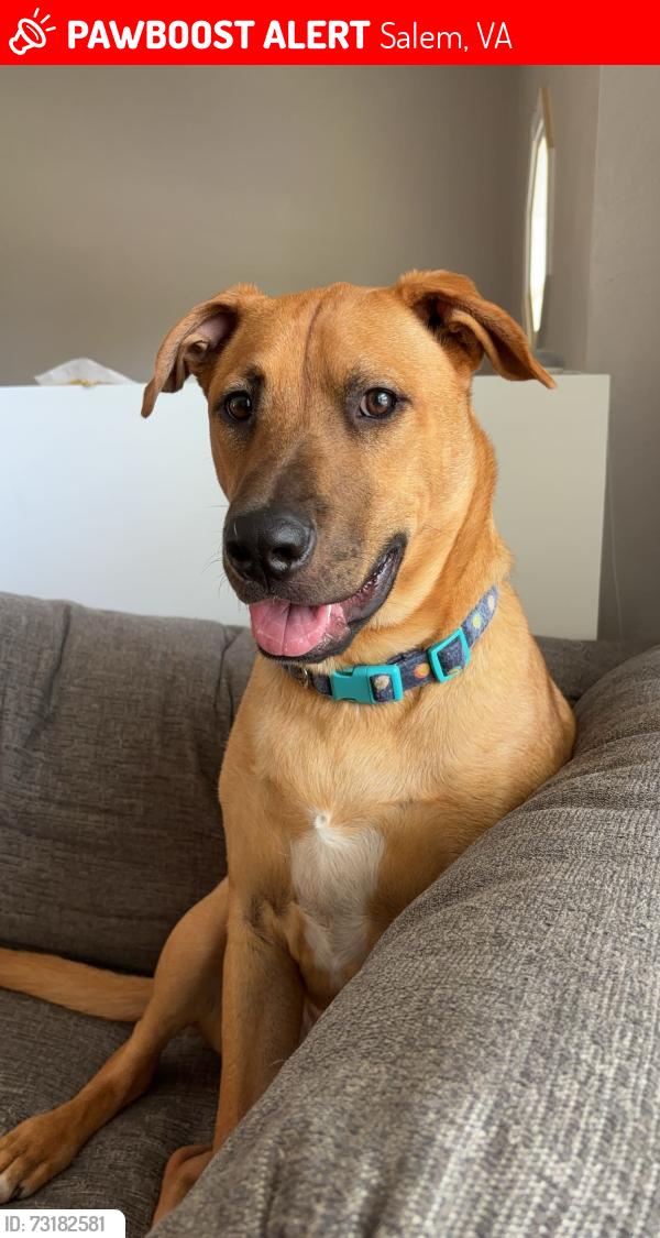 Lost Male Dog last seen First Pres Church, Salem, VA 24153