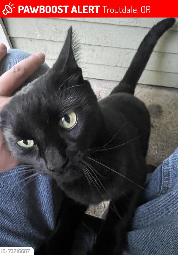 Lost Male Cat last seen 24th and 257th, Troutdale, OR 97060