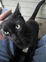 Lost Male Cat last seen 24th and 257th, Troutdale, OR 97060