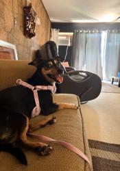 Lost Female Dog last seen 91-927 Akaholo st, Ewa Beach, HI 96706