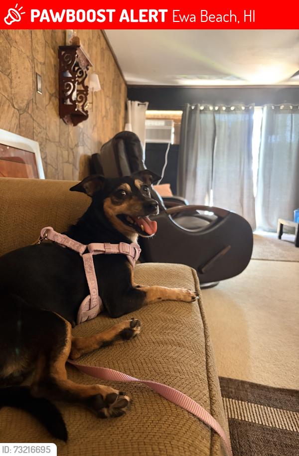 Lost Female Dog last seen 91-927 Akaholo st, Ewa Beach, HI 96706