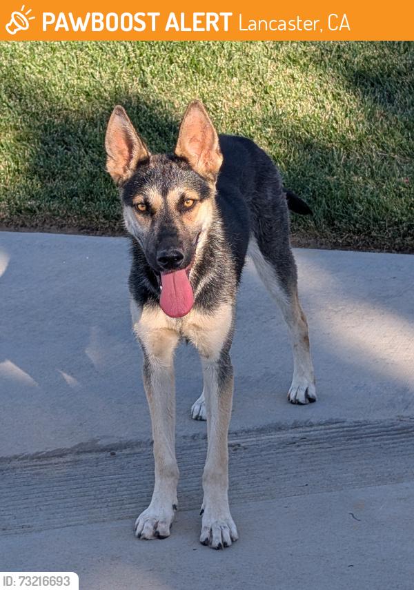 Found/Stray Unknown Dog last seen Lancaster, Ave K4 15 street East, ave K4, Lancaster, CA 93535