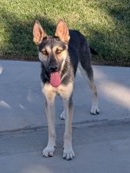 Found/Stray Unknown Dog last seen Lancaster, Ave K4 15 street East, ave K4, Lancaster, CA 93535