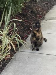Reunited Unknown Cat last seen On California Street between Maple and Laurel Street, Oakland, CA 94619