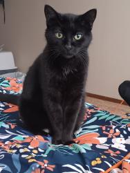 Lost Female Cat last seen 440th ave Emmetsburg iowa, Emmetsburg, IA 50536