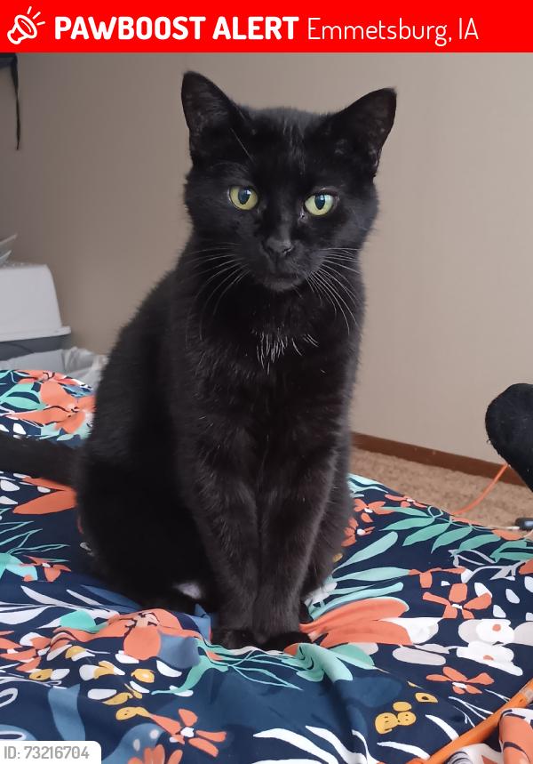 Lost Female Cat last seen 440th ave Emmetsburg iowa, Emmetsburg, IA 50536