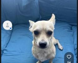Lost Male Dog last seen Paramount and imperial, Downey, CA 90242